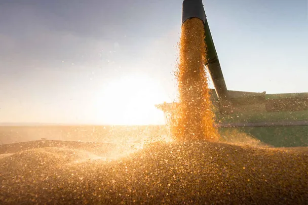 Raccolta del grano - Primo piano Scarico su rimorchio alla luce del sole