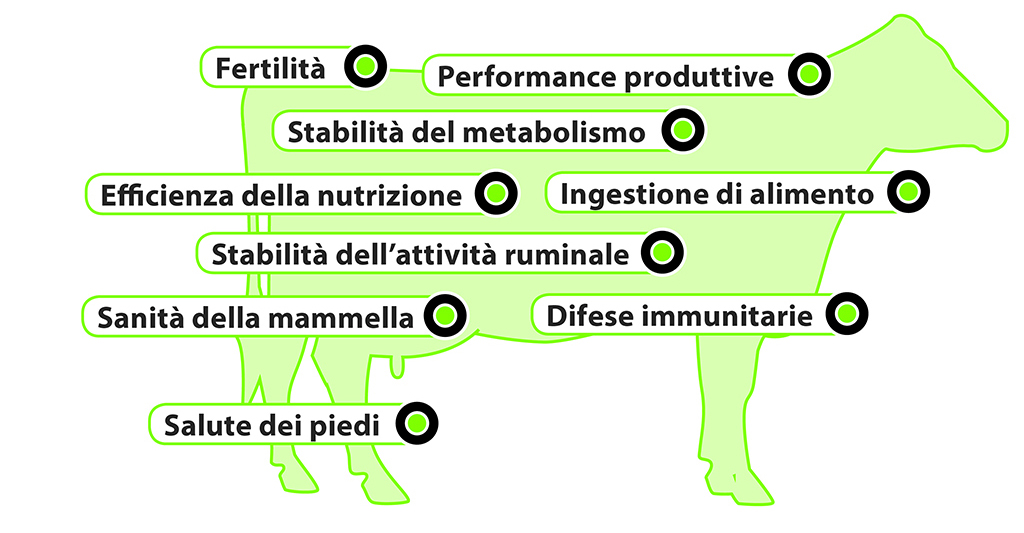 AMINOTRACE per bovini