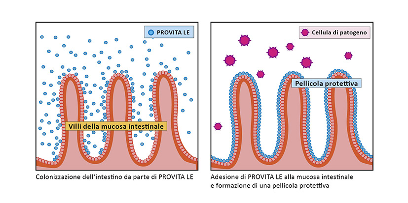 Formazione di una pellicola protettiva sulla mucosa intestinale da parte di PROVITA LE
