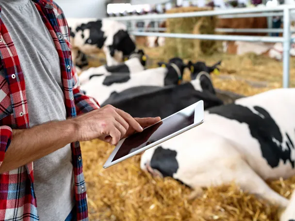 Mann mit Tablet im Kuhstall betrachtet News & Media Mann mit Tablet im Kuhstall betrachtet News & Media