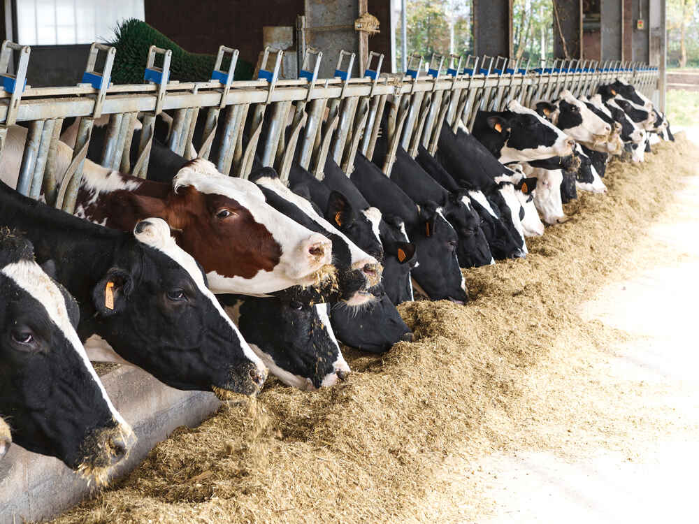 RINDAVITAL ENERGIETRUNK -  L’innovativo concetto di alimentazione della vacca