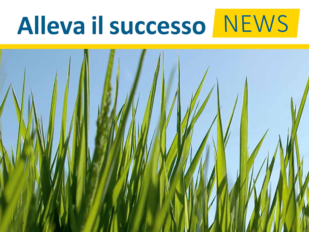 Alleva il successo NEWS